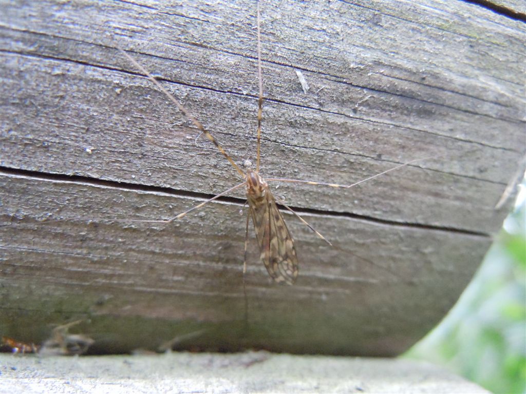 Limoniidae?